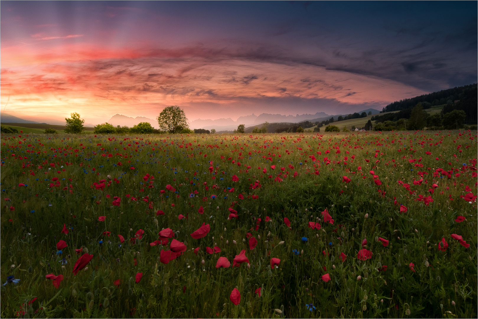 Mohnfeld im Abendlicht. 