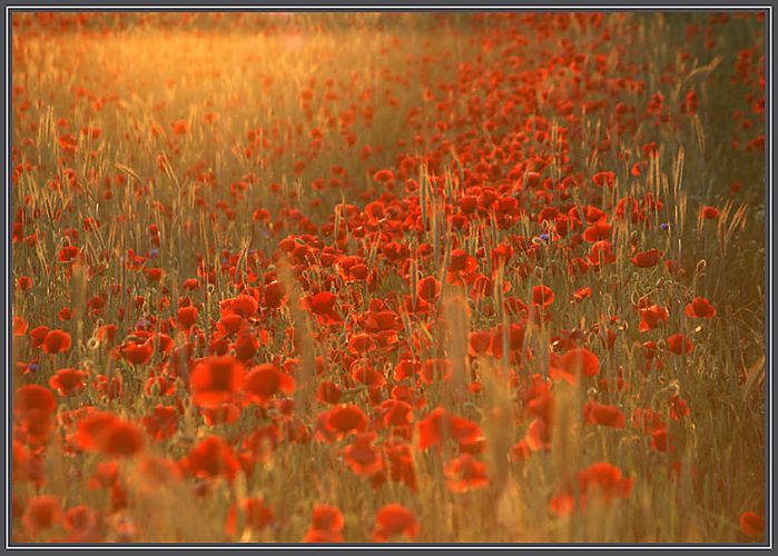 Mohnfeld im Abendlicht