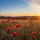 Mohnfeld im Abendlicht