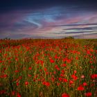 Mohnfeld im Abendlicht