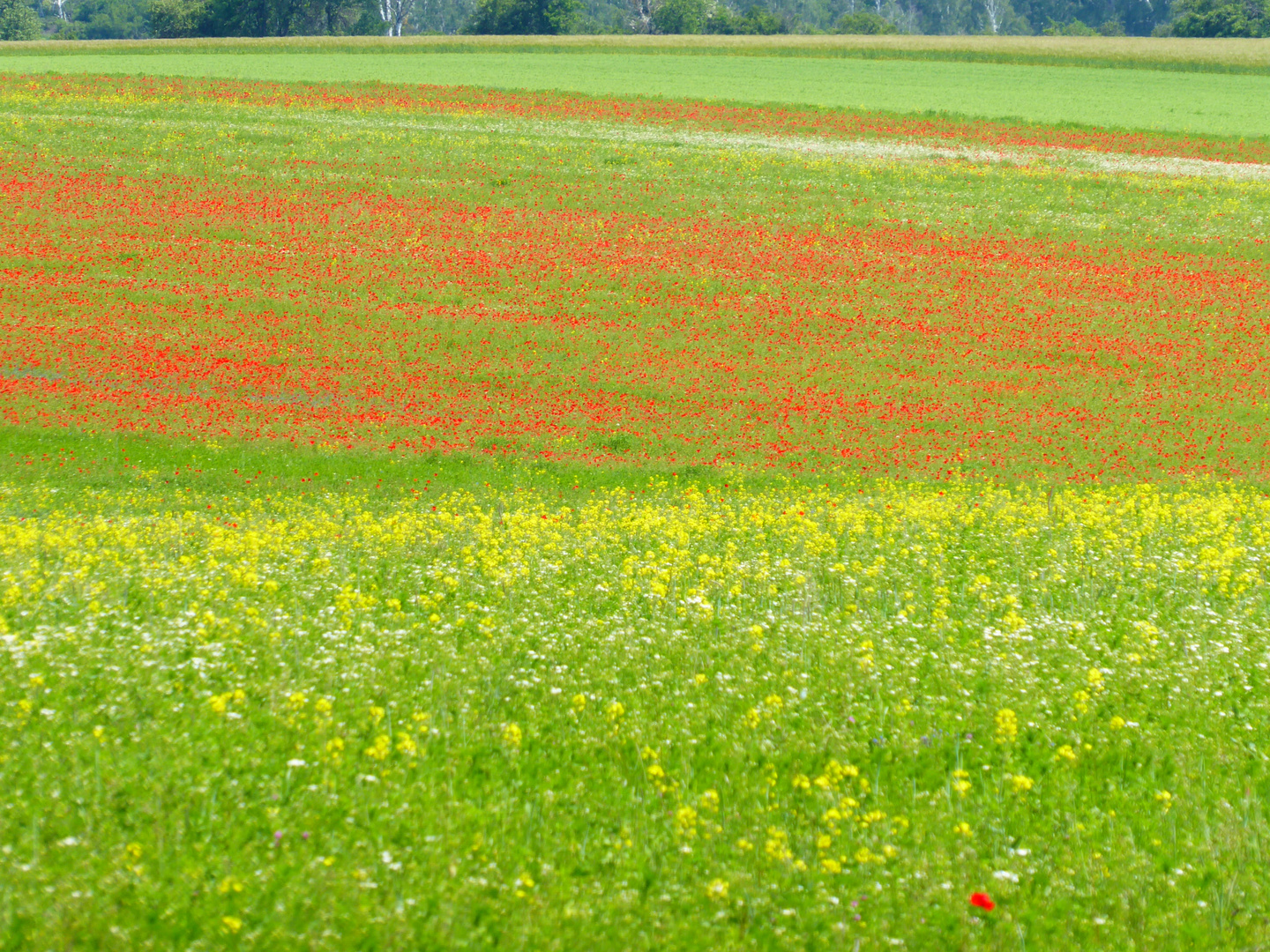 Mohnfeld im Hohen Fläming