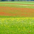 Mohnfeld im Hohen Fläming