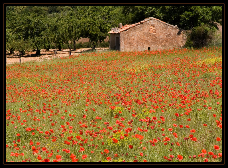 Mohnfeld im Luberon