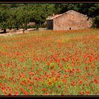 Mohnfeld im Luberon