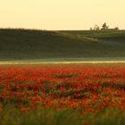 Mohnfeld im Morgenlicht