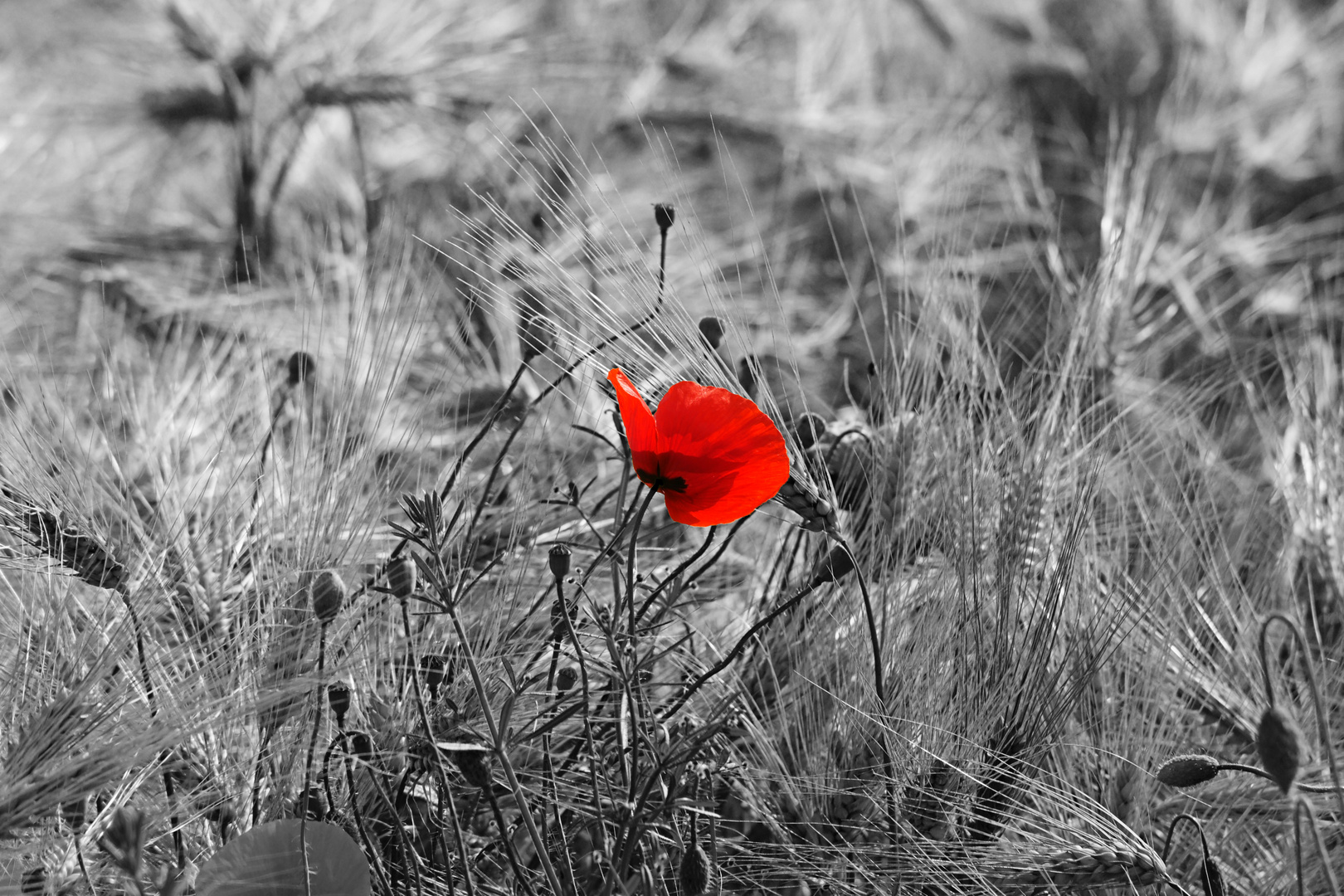 Mohnfeld im schwarzweiß mit einem colorkey Foto &amp; Bild pflanzen