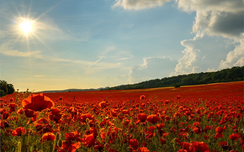 Mohnfeld im Sonnenschein