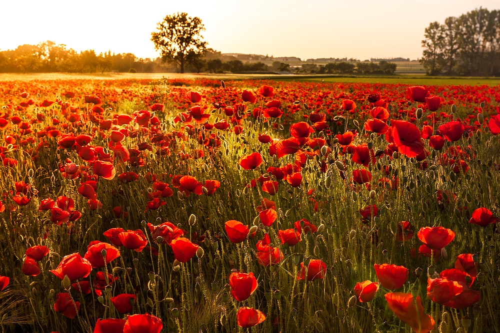 Mohnfeld im Sonnenuntergang