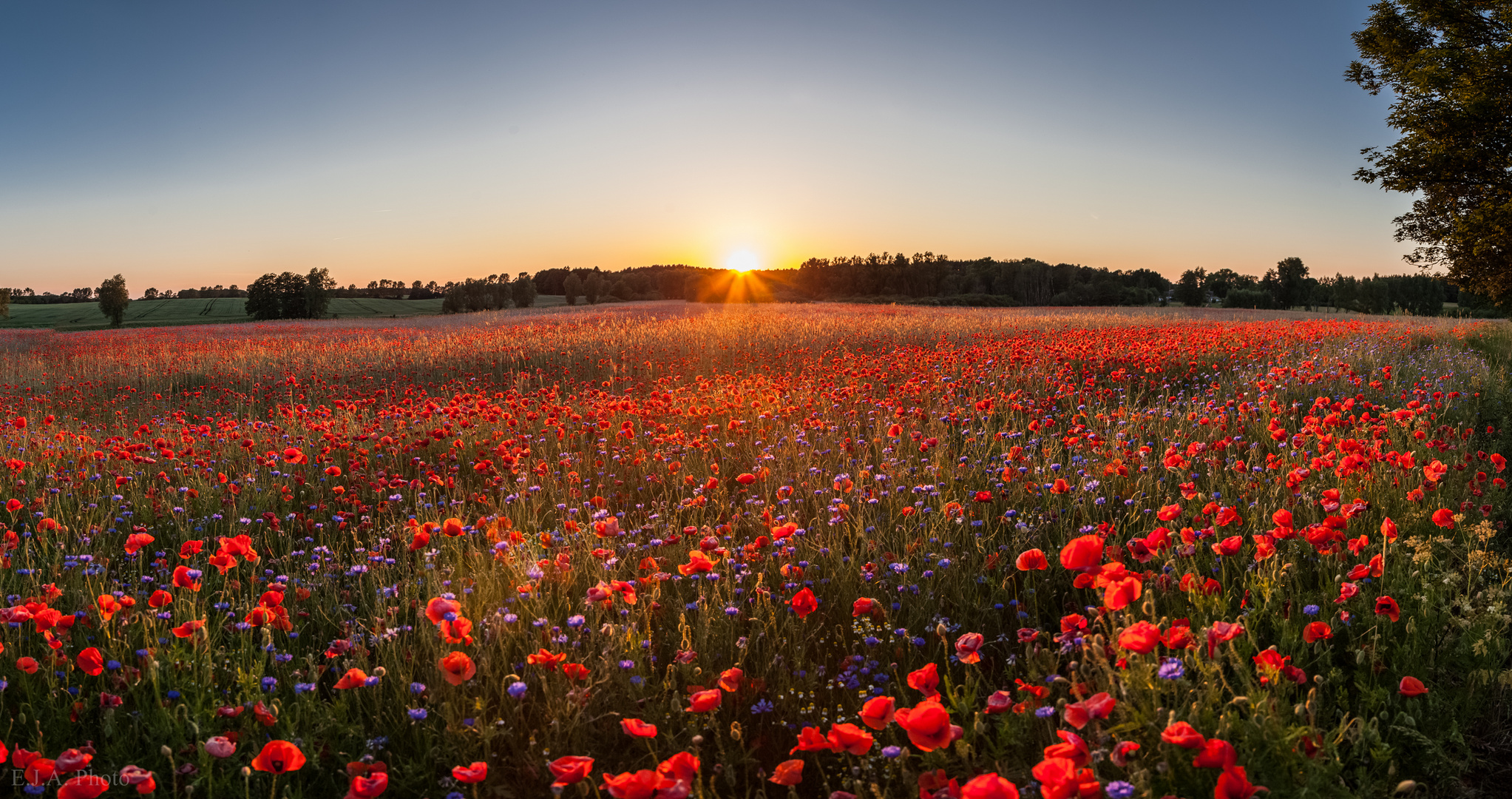 Mohnfeld im Sonnenuntergang