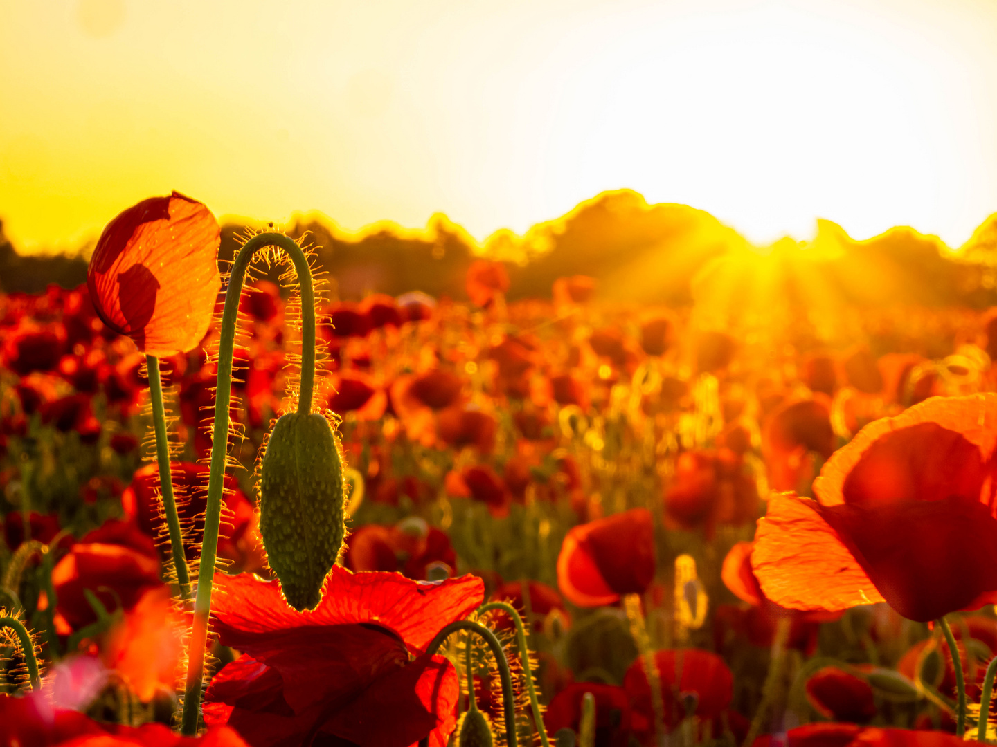 Mohnfeld im Sonnenuntergang