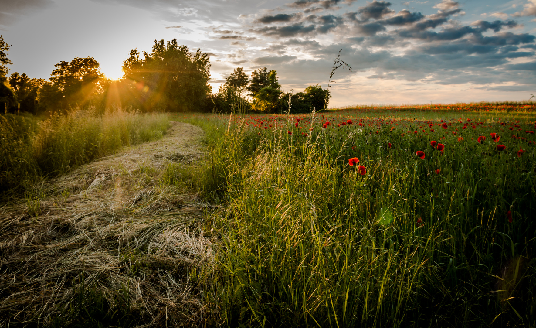 Mohnfeld im Sonnenuntergang