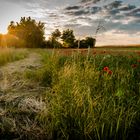 Mohnfeld im Sonnenuntergang