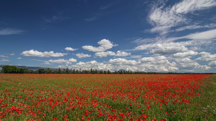 ~ Mohnfeld im Valensole ~