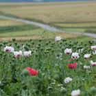 Mohnfeld im Waldviertel