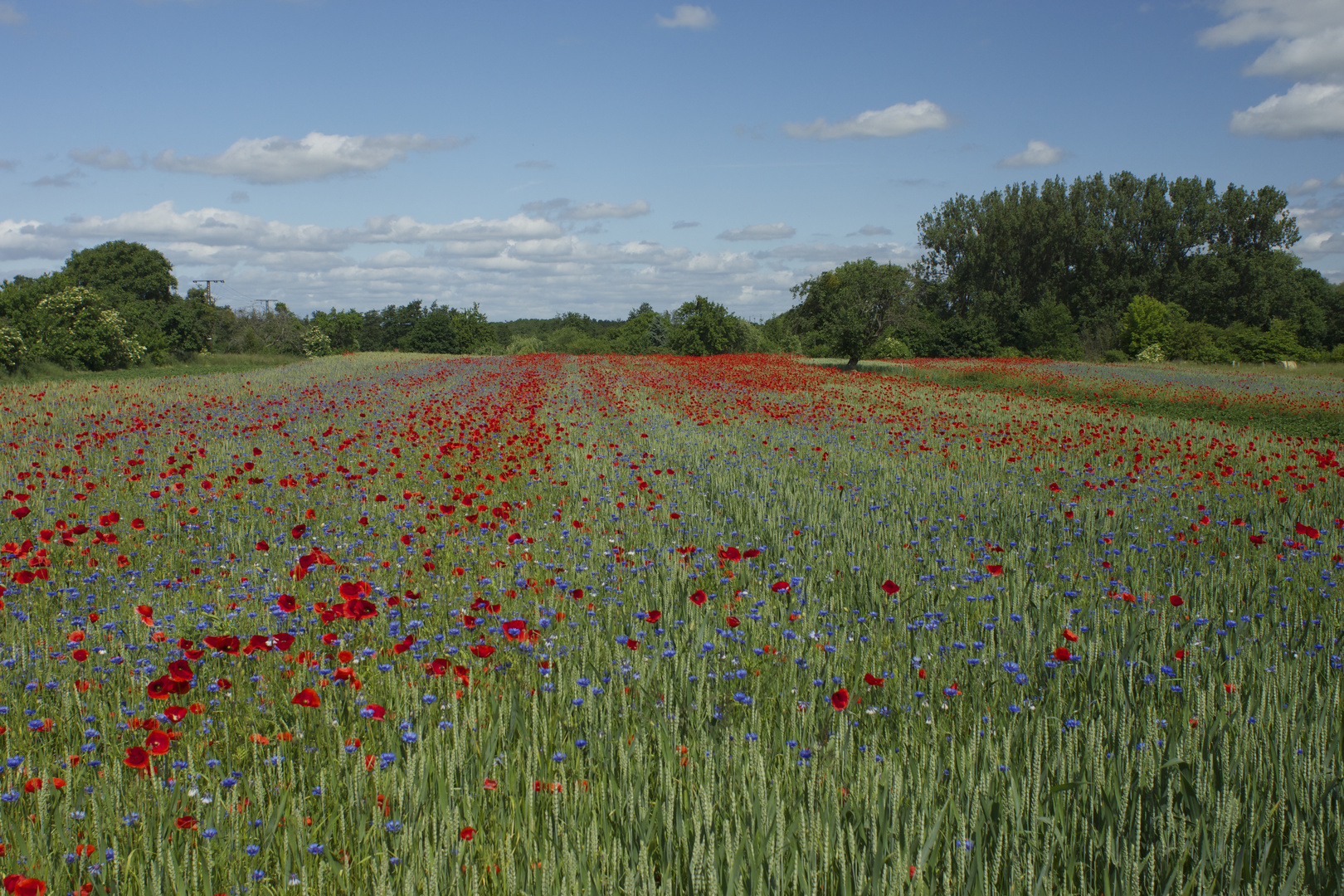 Mohnfeld in der Landschaft...........