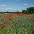 Mohnfeld in der Landschaft...........