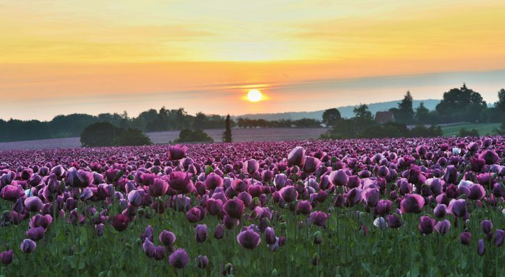 Mohnfeld in der Morgensonne