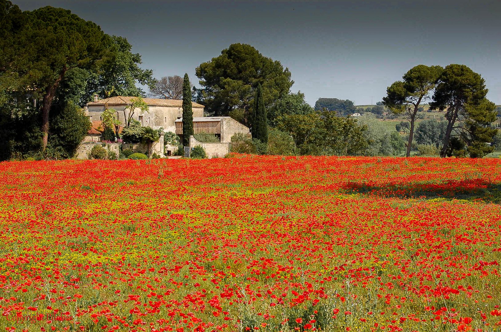 Mohnfeld in der Provence