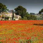 Mohnfeld in der Provence