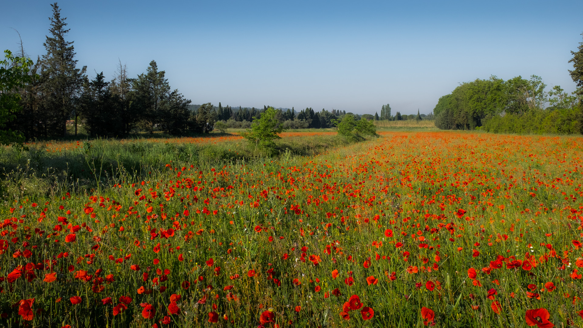 Mohnfeld in der Provence