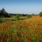 Mohnfeld in der Provence