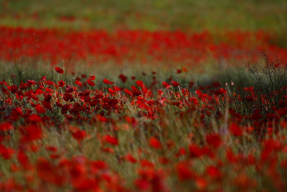 Mohnfeld in der Provence