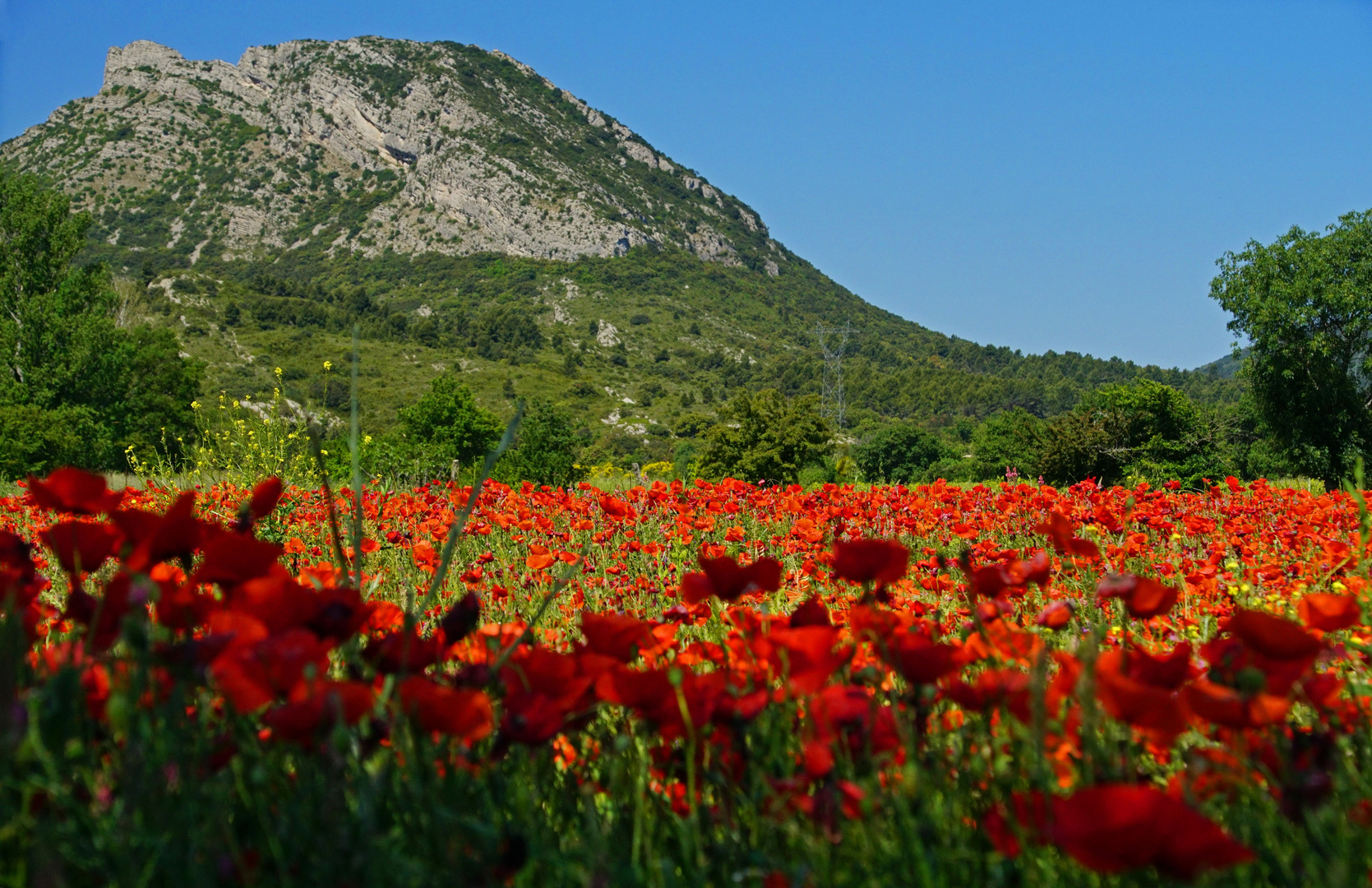 Mohnfeld in der Provence