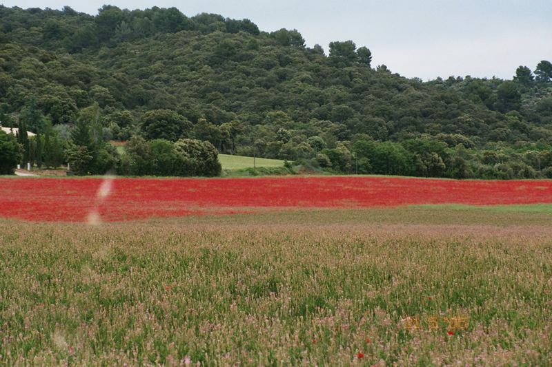 Mohnfeld in der Provence