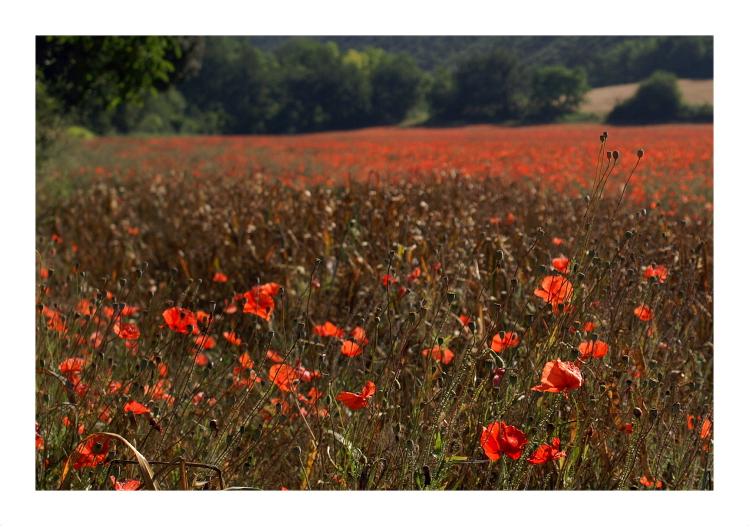 Mohnfeld in der Provence