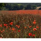 Mohnfeld in der Provence