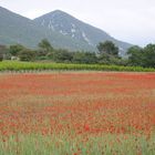 Mohnfeld in der Provence bei Rustrel