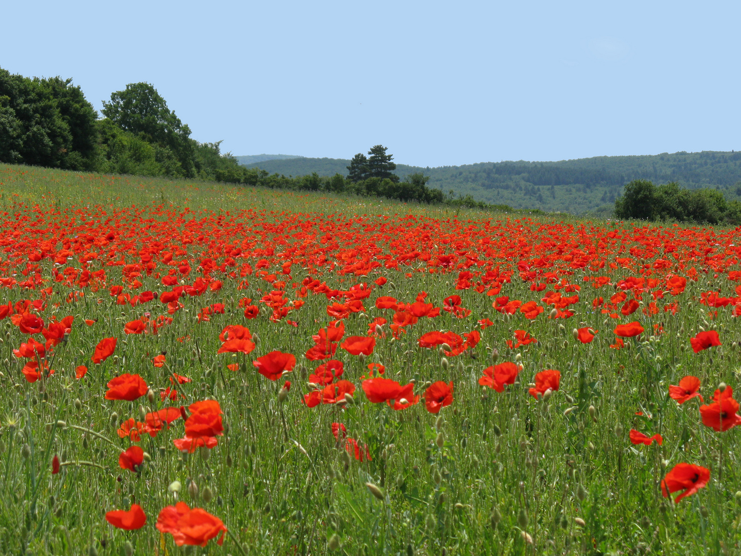 Mohnfeld in der Provence bei Sault