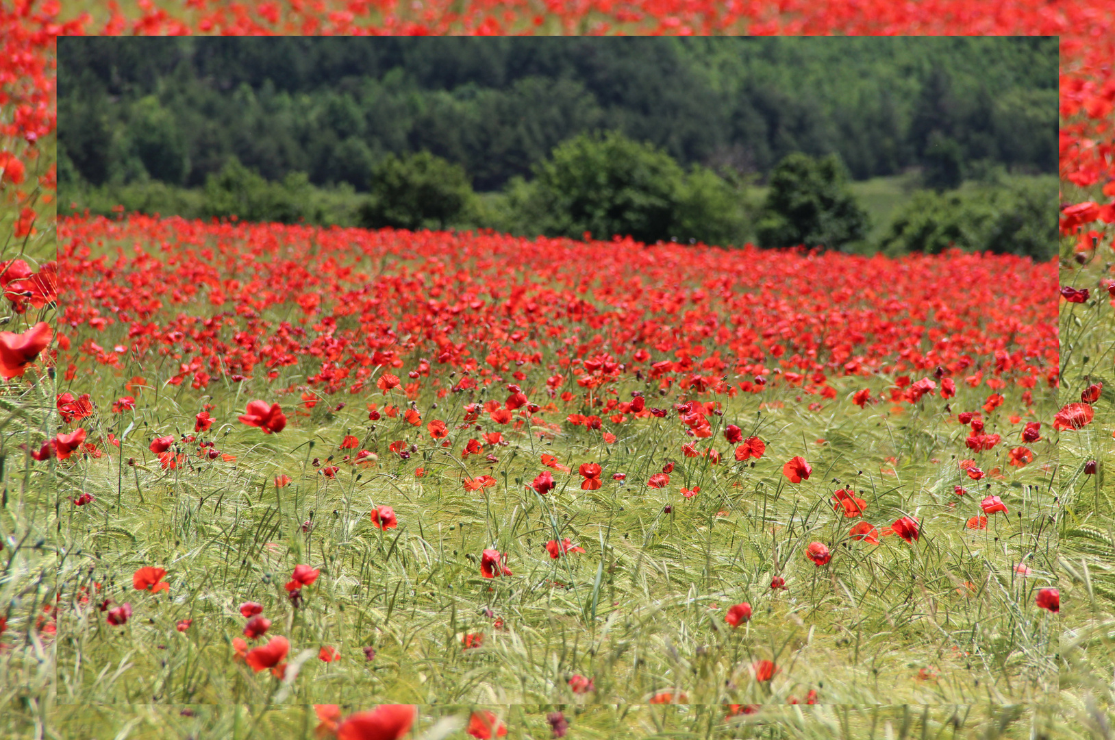 Mohnfeld in der Provence