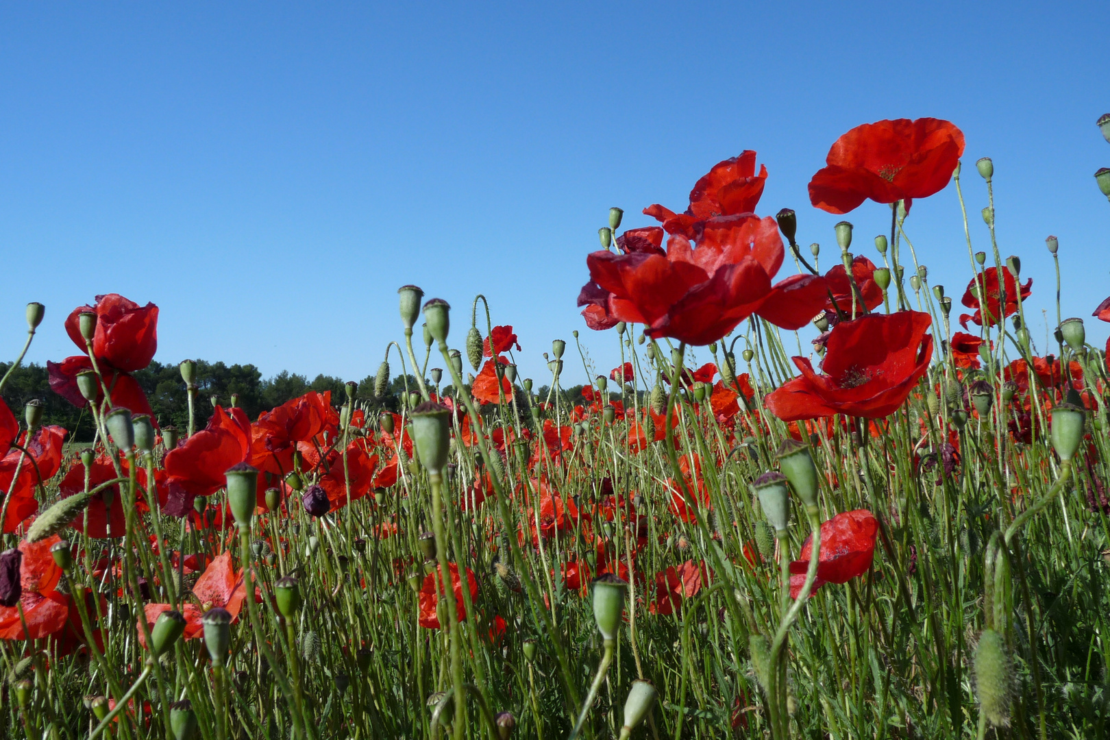 Mohnfeld in der Provence, France