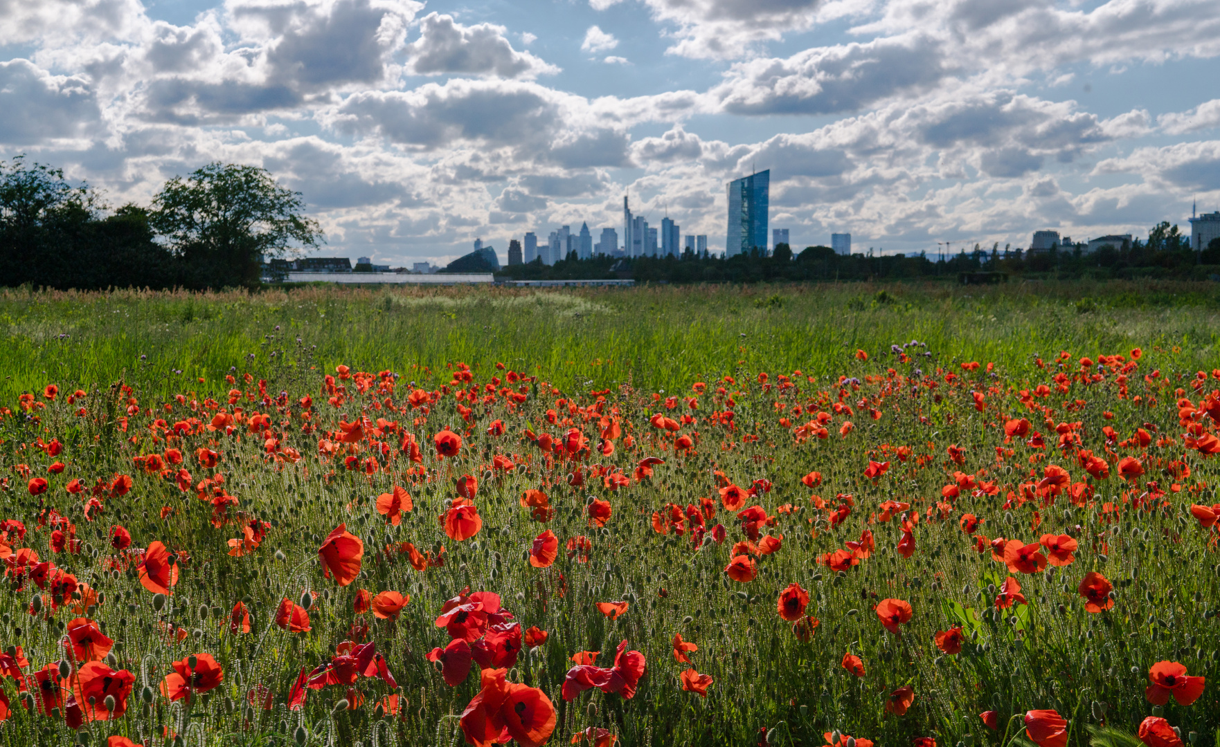 Mohnfeld in Frankfurt