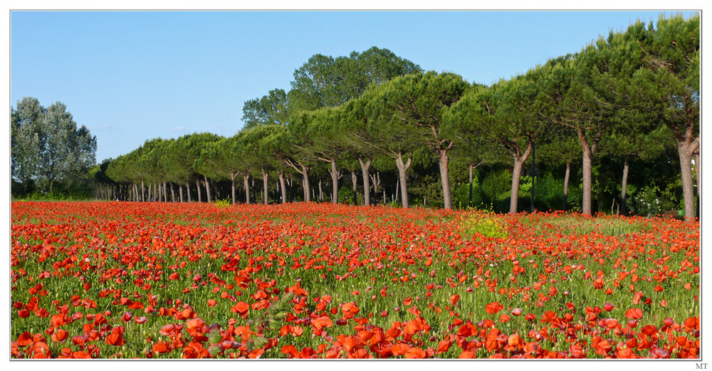 Mohnfeld in Italien