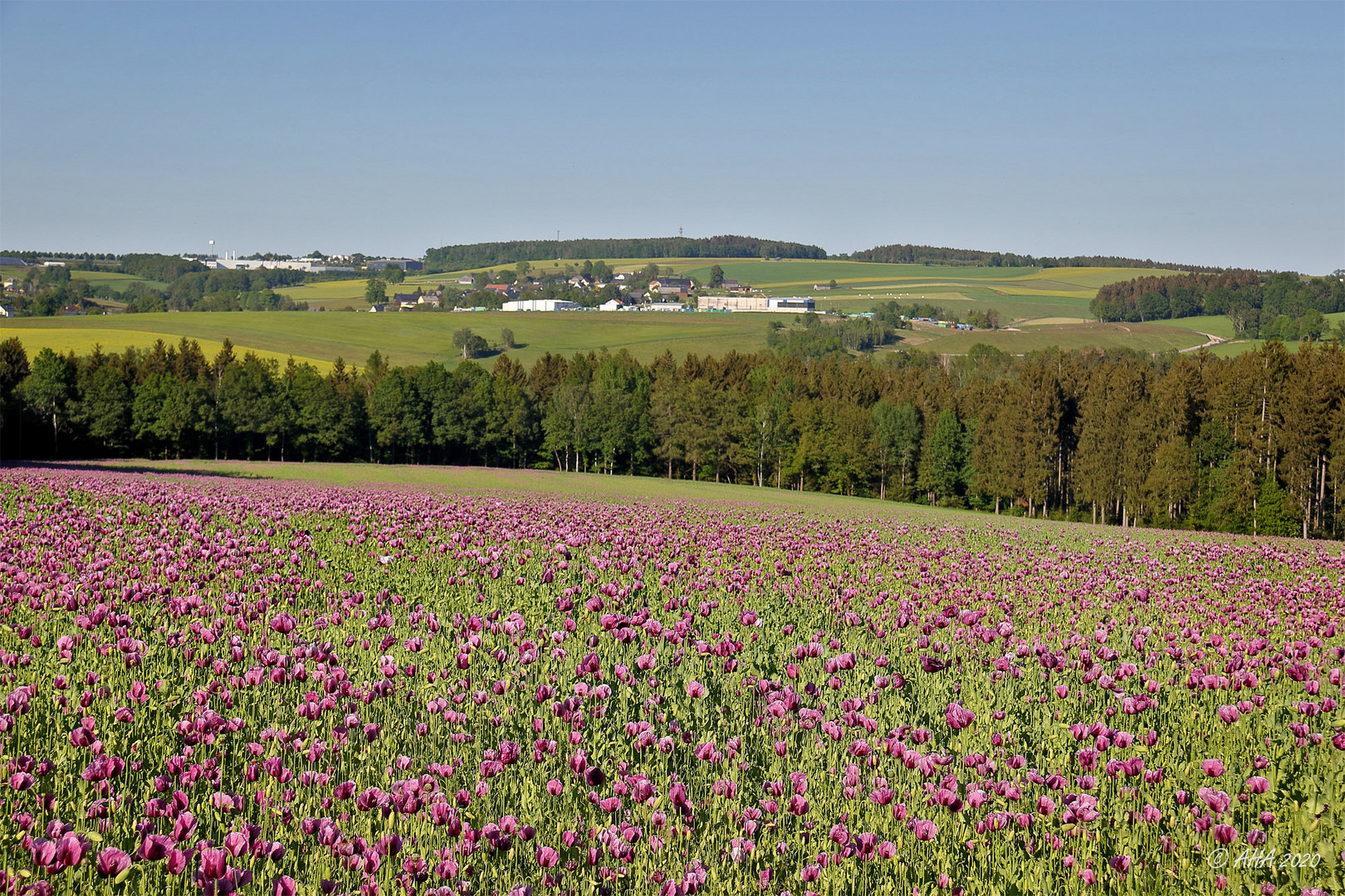 Mohnfeld in lila