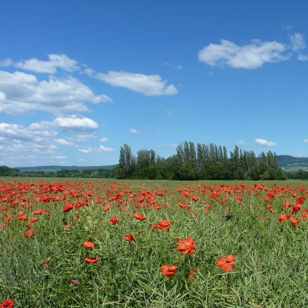 Mohnfeld in Rheinhessen