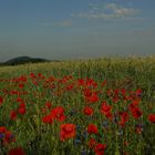 Mohnfeld in Überherrn (Zum Marhof)