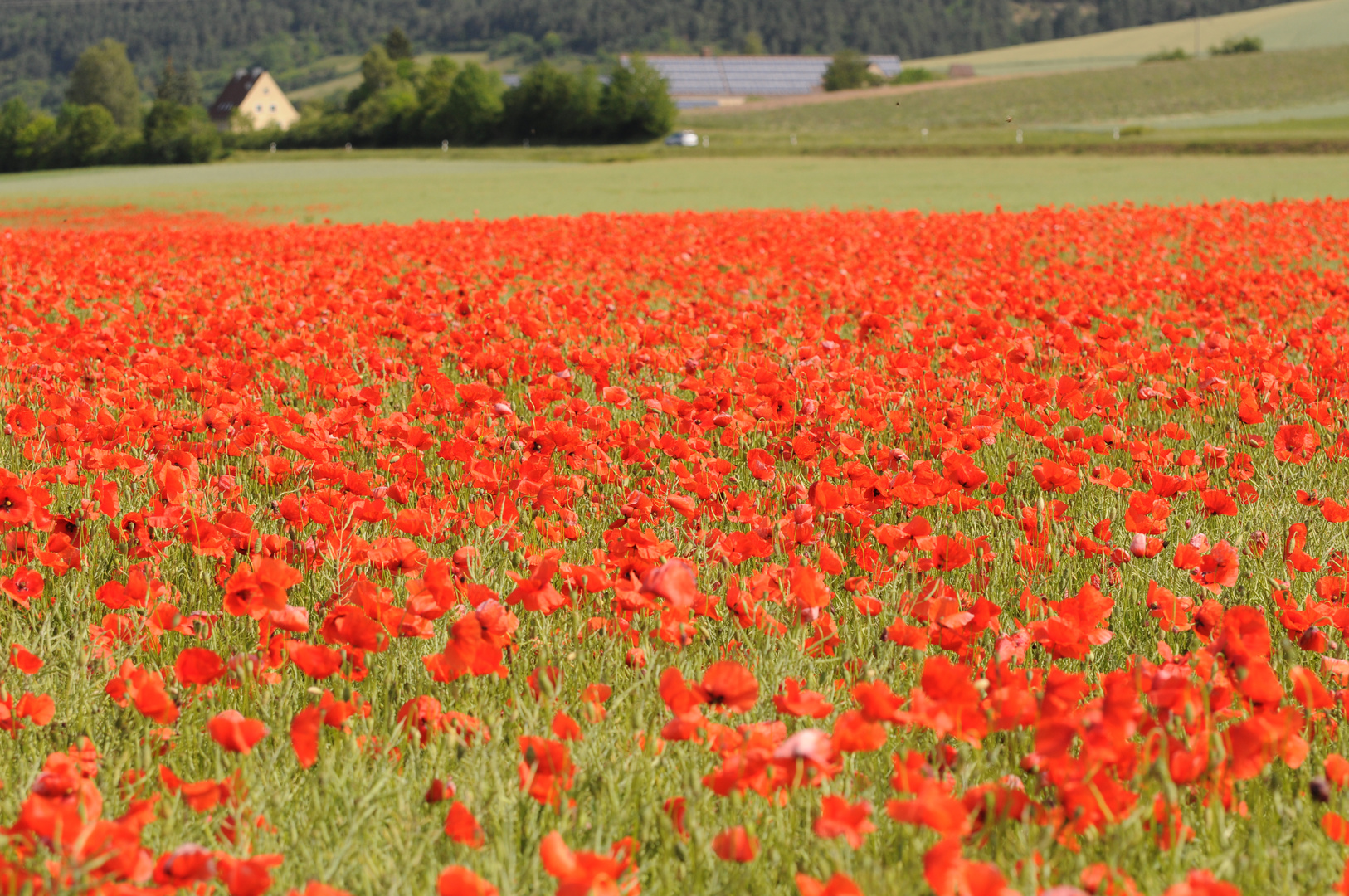 Mohnfeld in Unterfranken