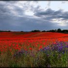 Mohnfeld in voller Blüte