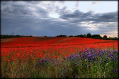 Mohnfeld in voller Blüte