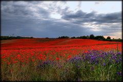 Mohnfeld in voller Blüte