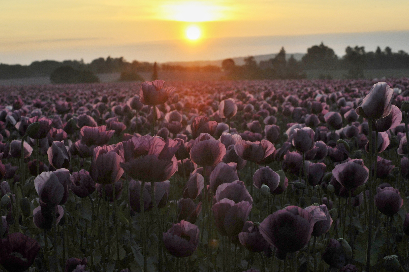 Mohnfeld kurz nach Sonnenaufgang