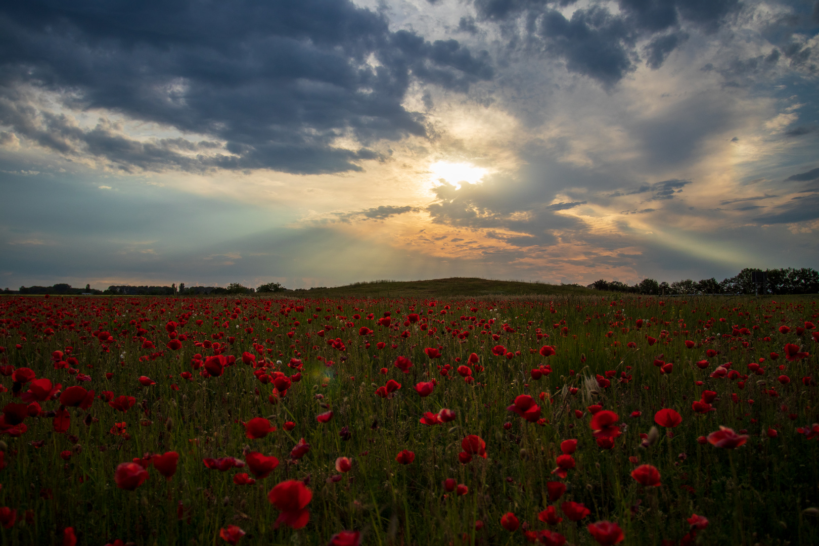 Mohnfeld Liebe