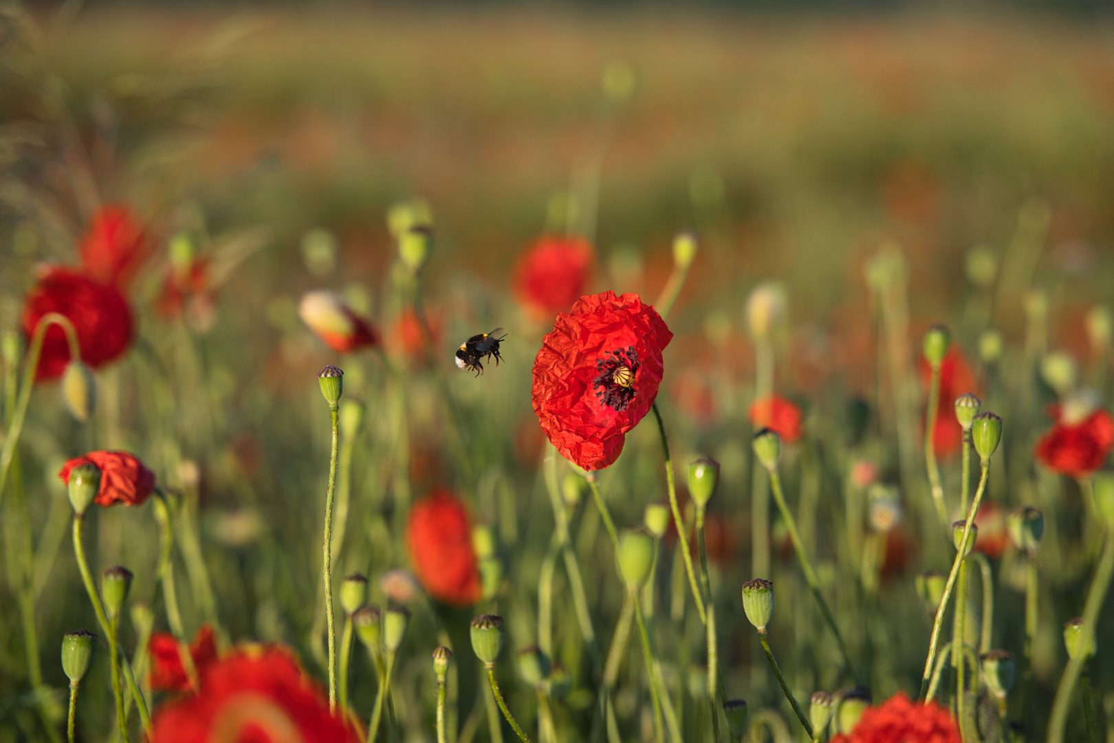 Mohnfeld mit anfliegende Hummel zur goldenen Stunde
