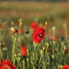 Mohnfeld mit anfliegende Hummel zur goldenen Stunde