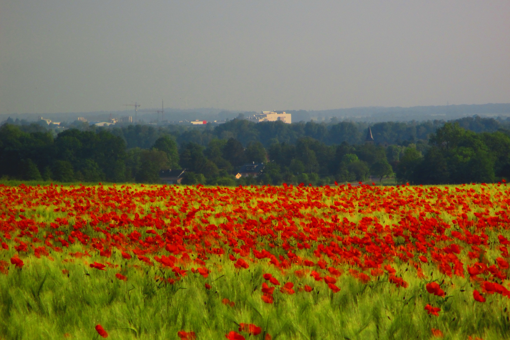 Mohnfeld mit Blick auf Zülpich