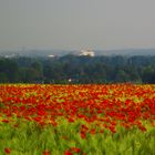 Mohnfeld mit Blick auf Zülpich