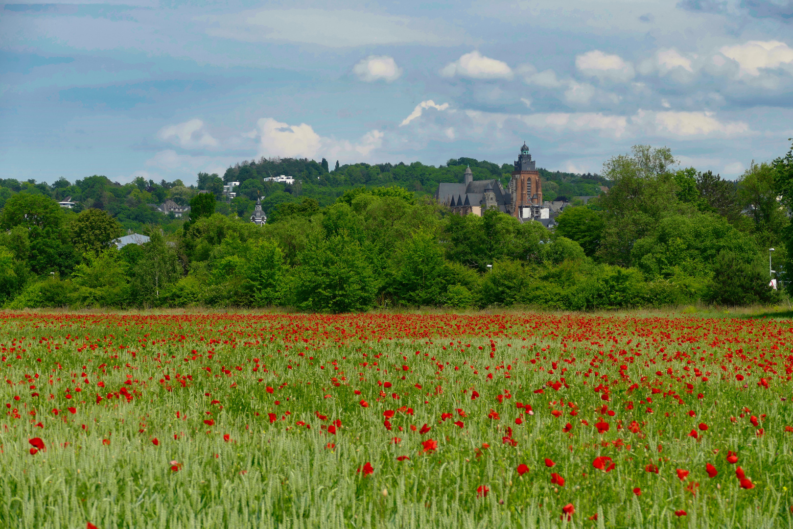 Mohnfeld mit Dom